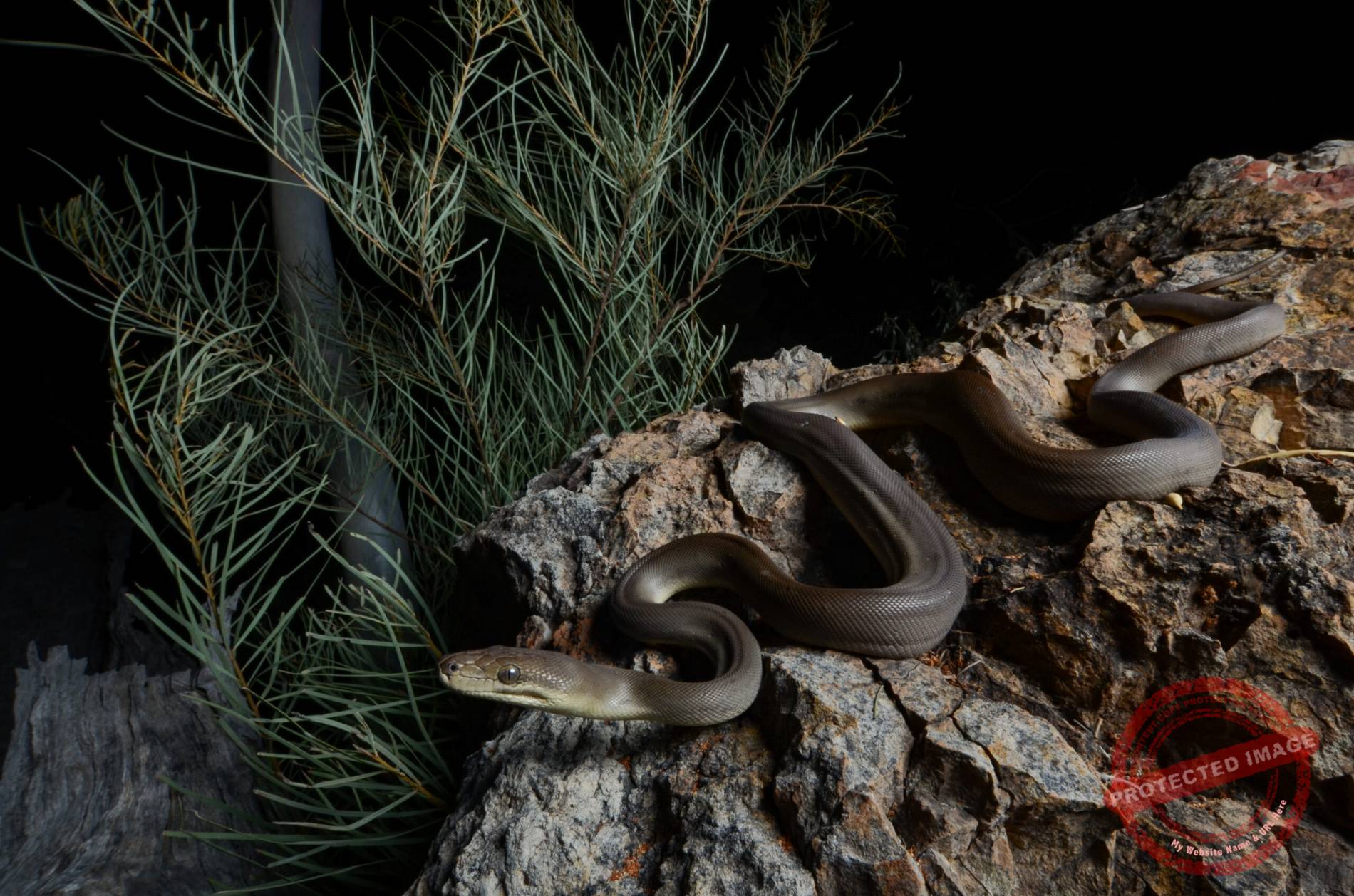 Olive python (Liasis olivaceus) - Fauna Resources