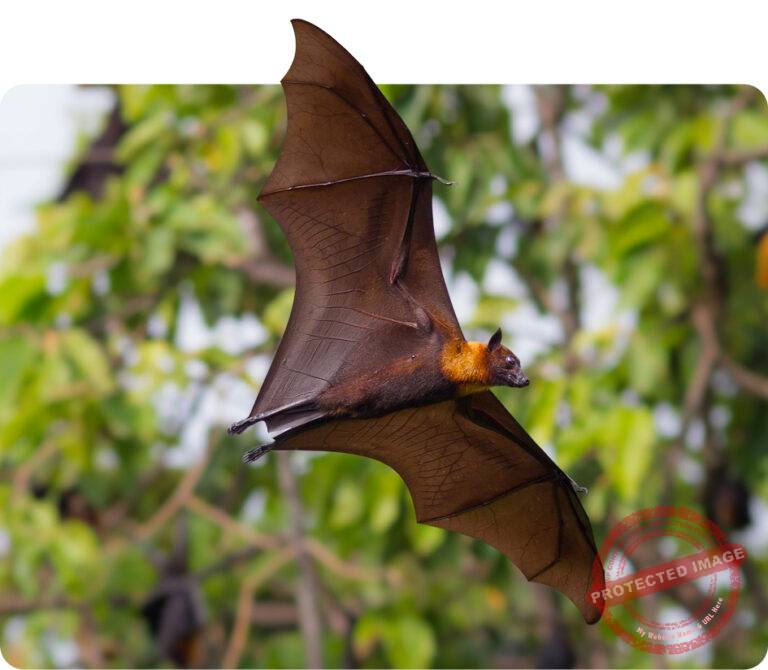 Flying-fox Monitoring - Fauna Resources
