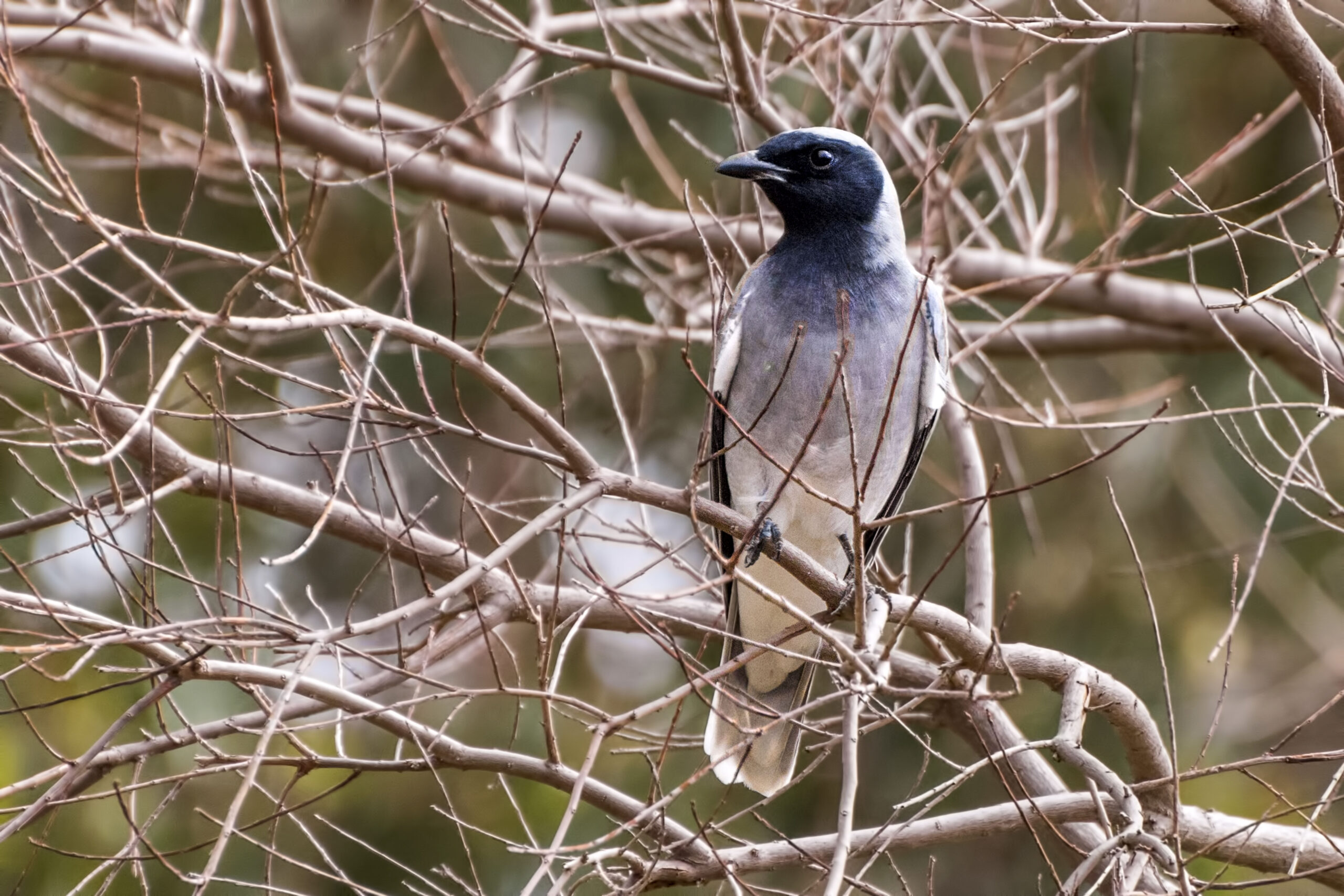 australian,black faced,cuckoo,shrike.