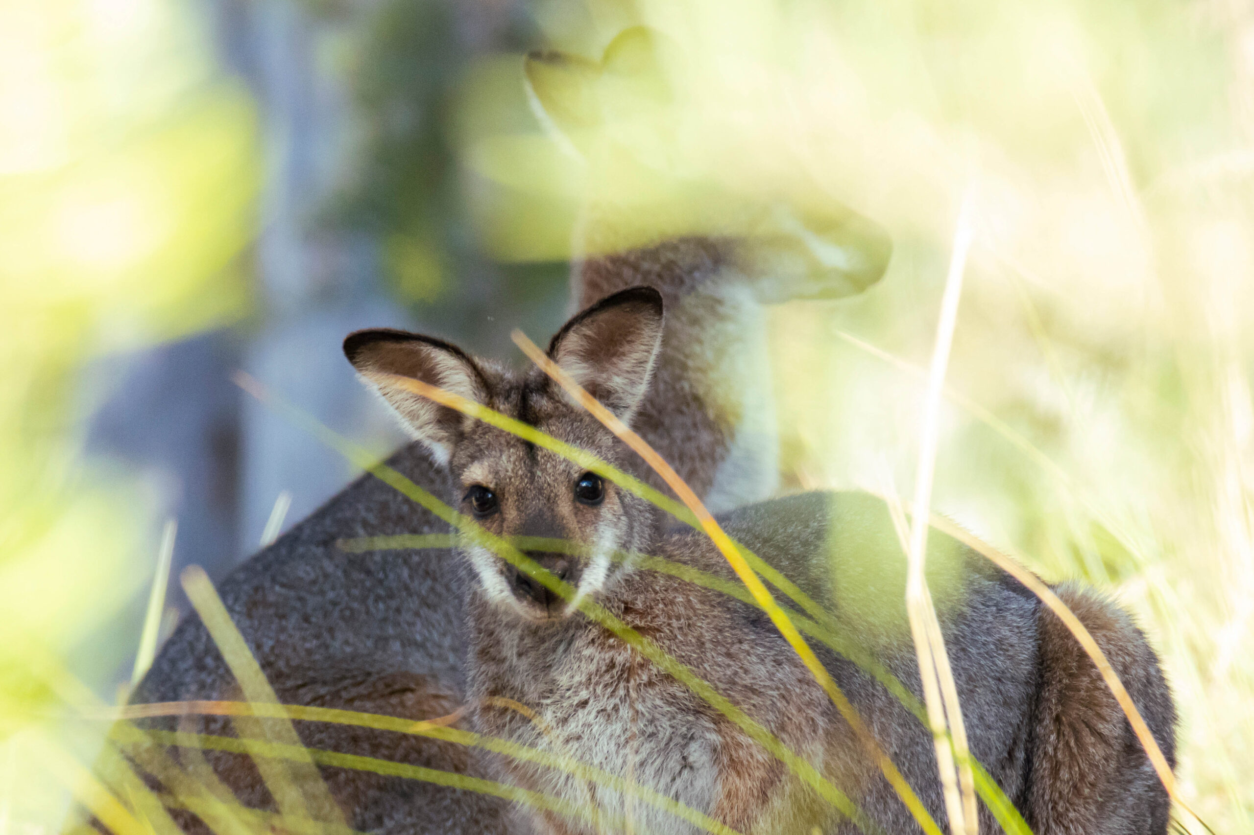 a,pair,of,wild,wallabies,in,the,australian,bush