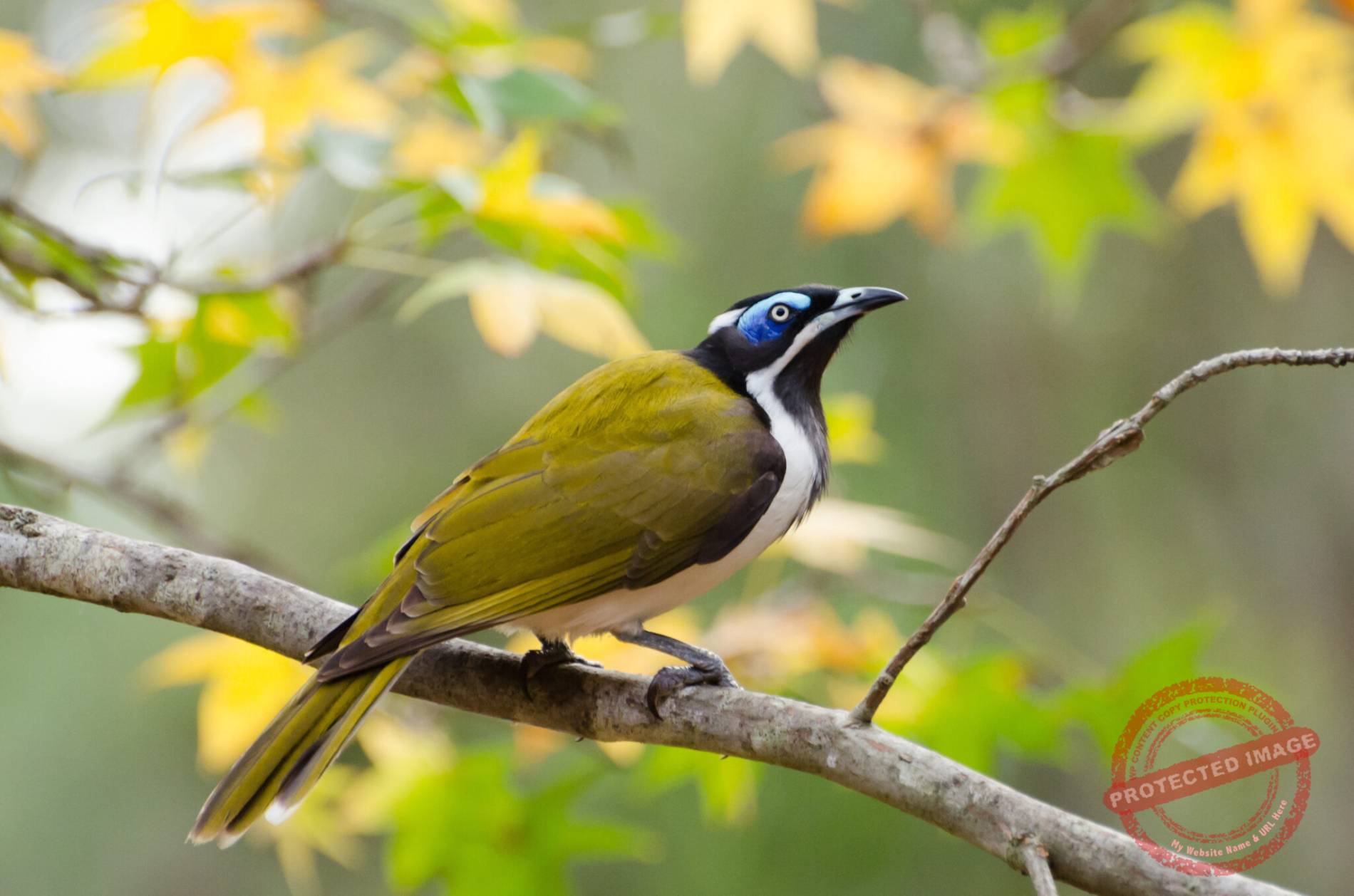 Fauna Resources | Fauna Management Resources