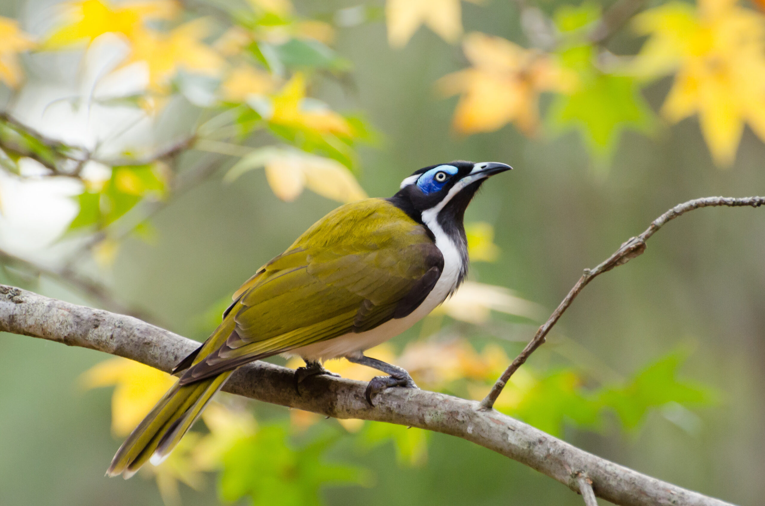 blue,face,honey,eater,bird,perched,on,a,branch