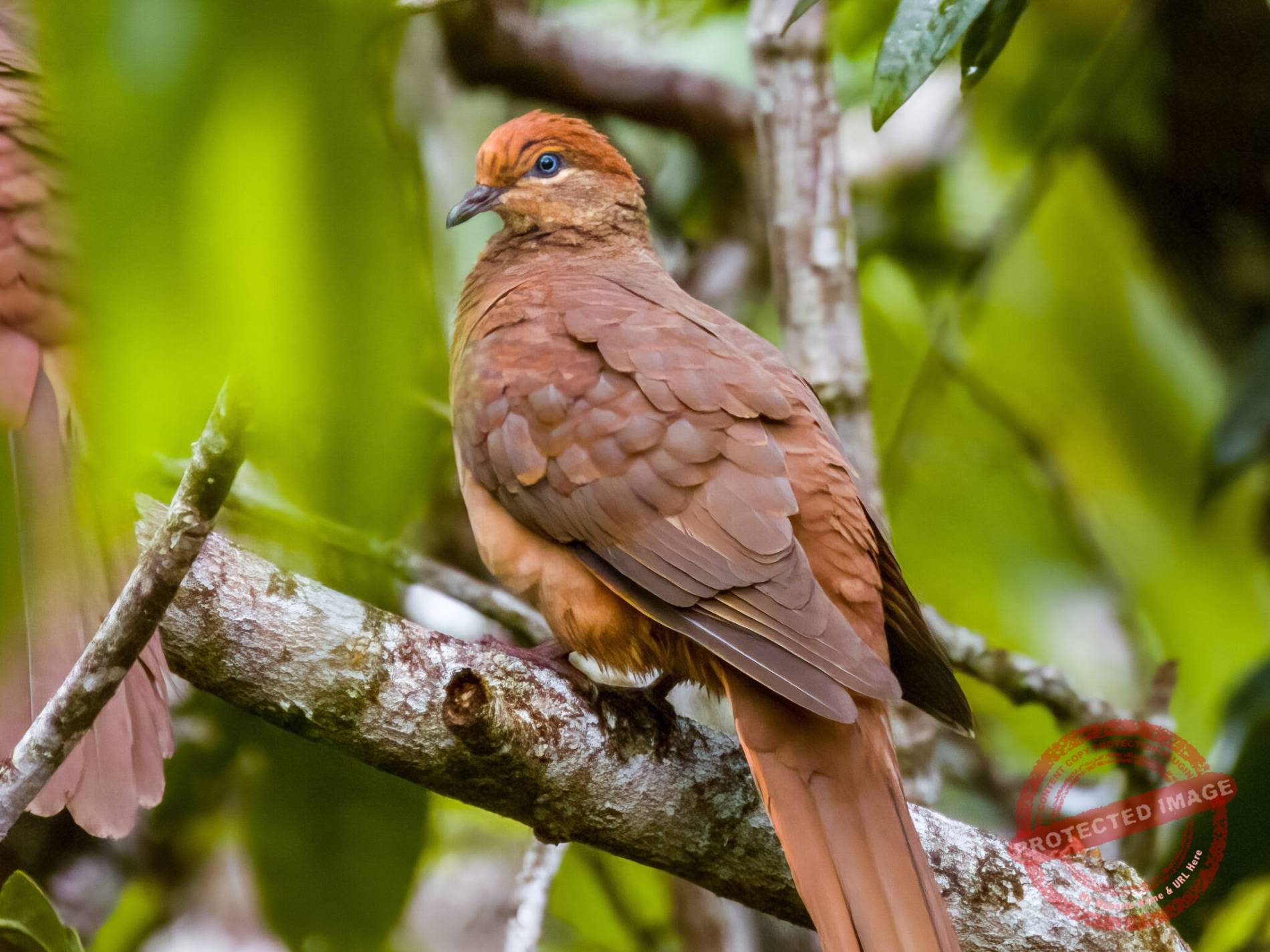 Fauna Resources | Fauna Management Resources