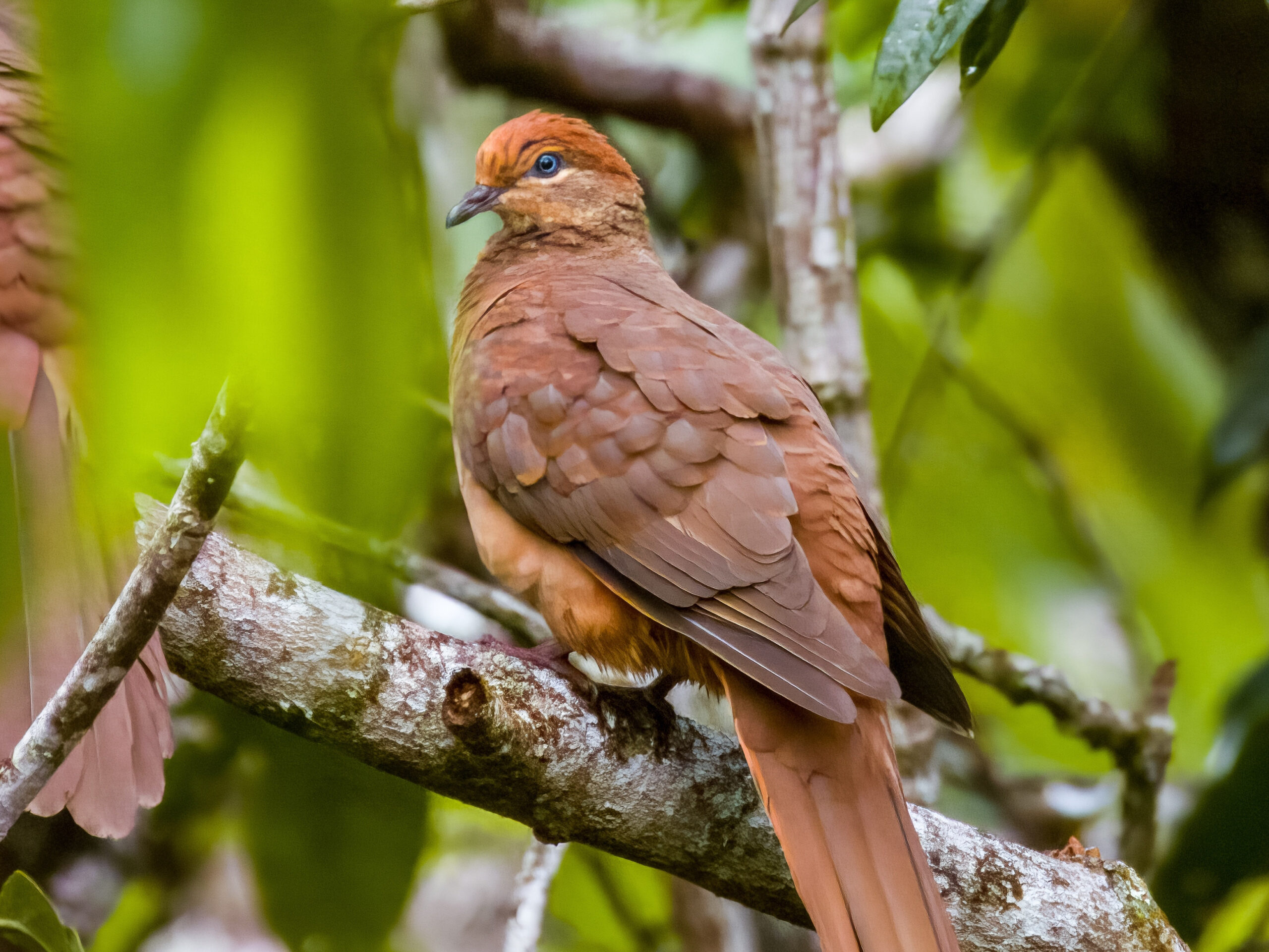 brown,cuckoo dove,in,queensland,,australia
