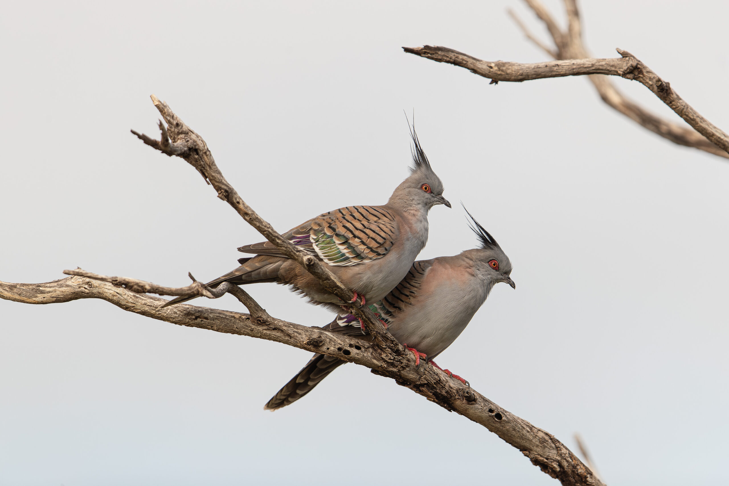 crested pigeon fauna resources fauna spotter catcher queensland western australia