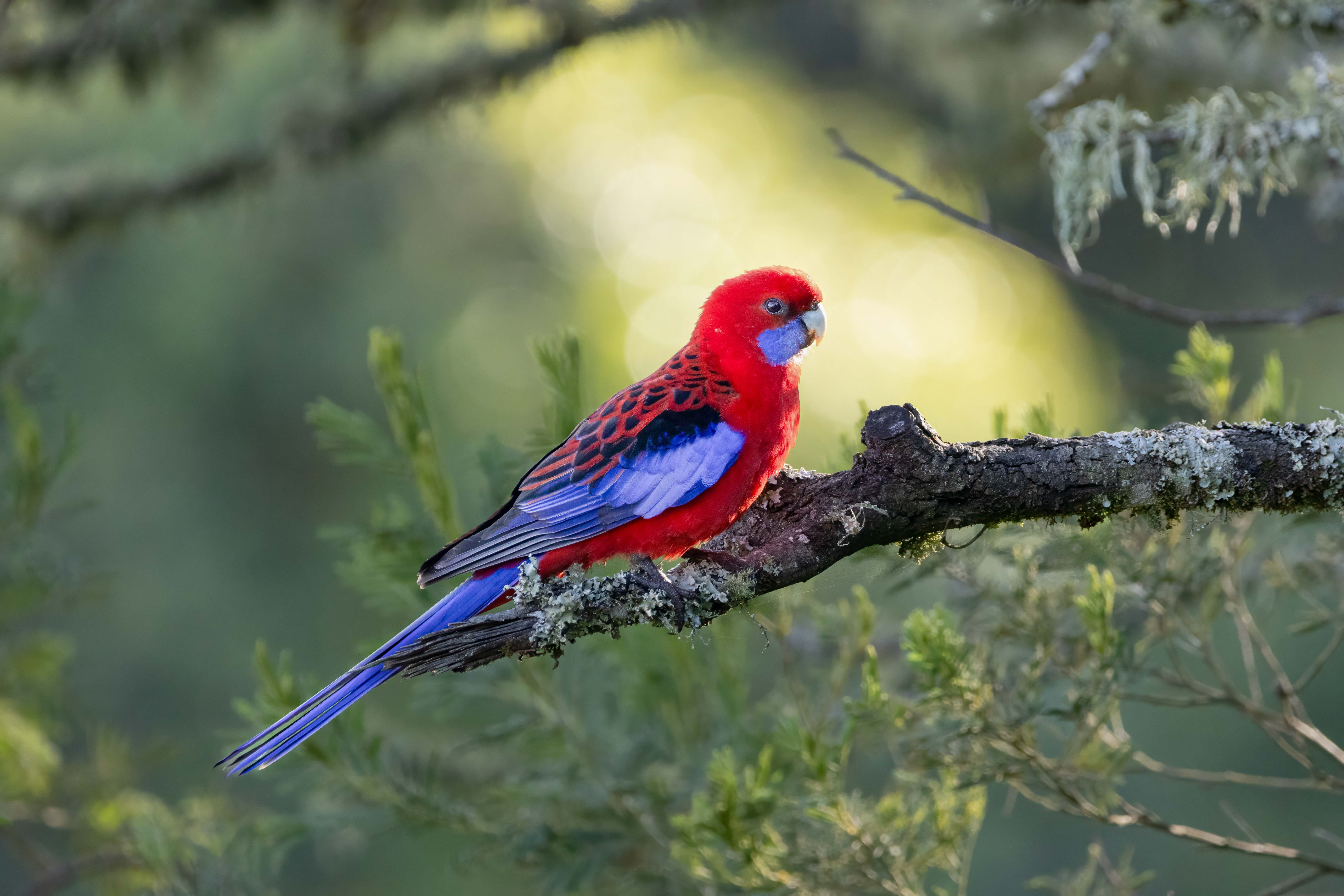crimson,rosella,bird,,platycercus,elegans,,australian,native,parrot,,red,blue