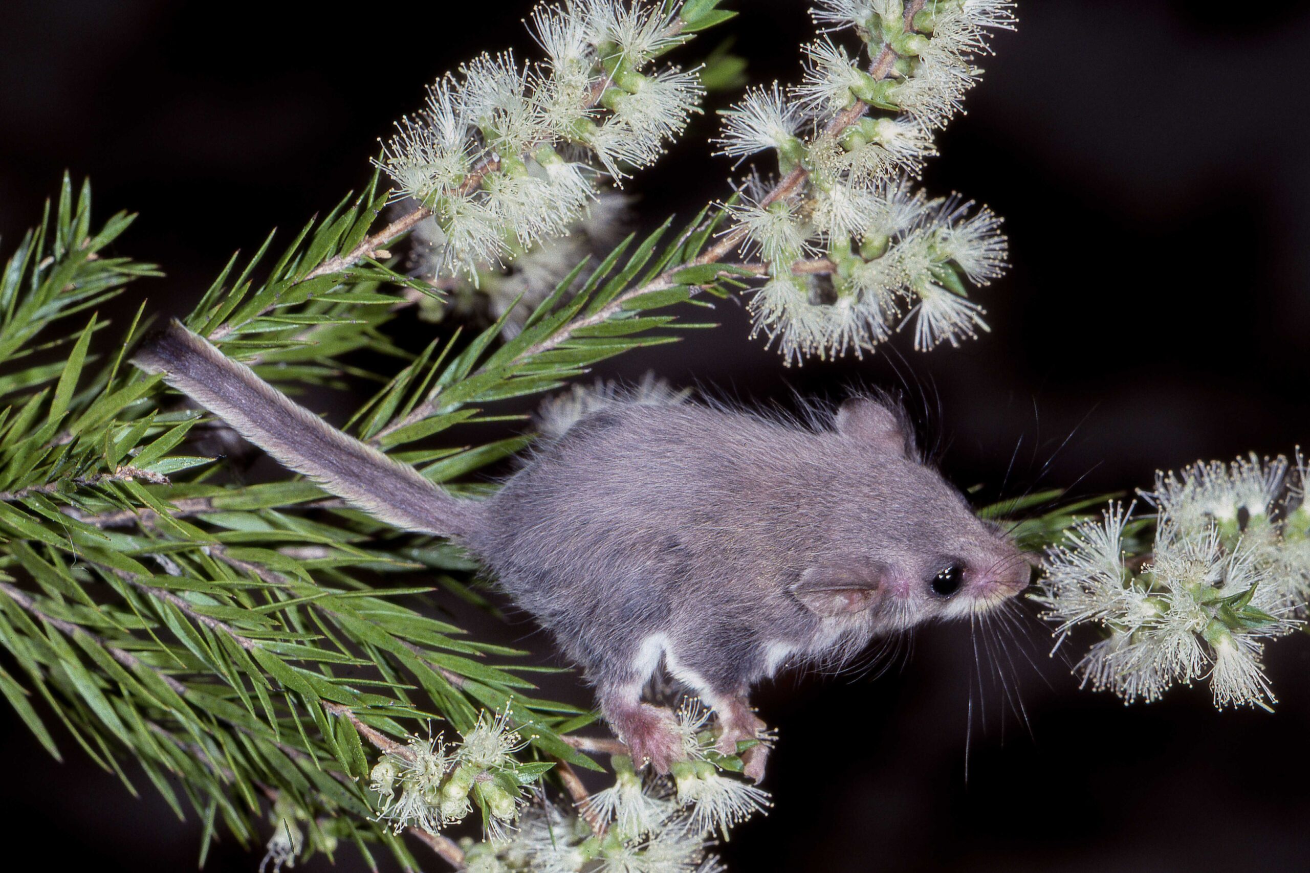 feather tailed,glider,on,australian,native,shrub