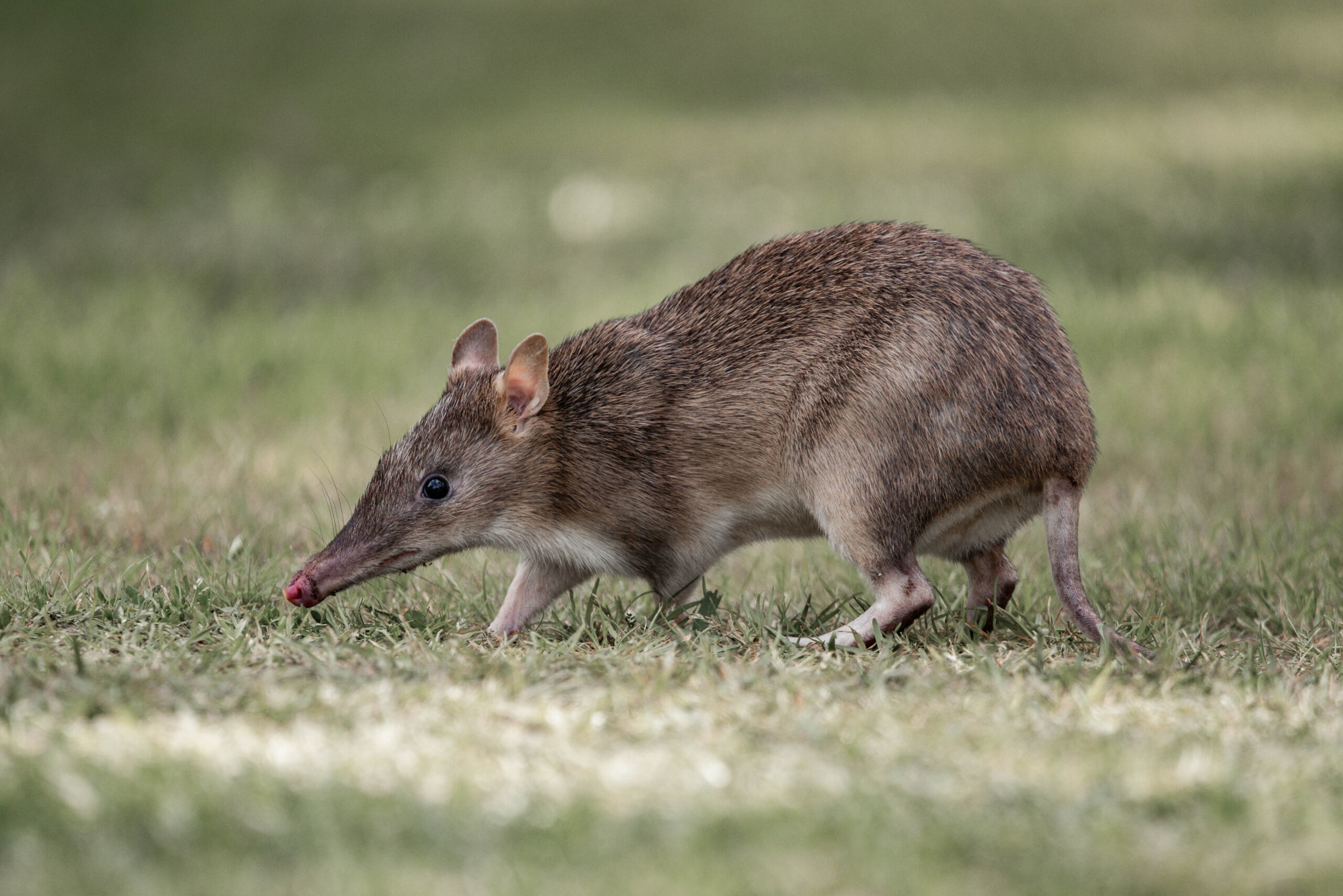 long,nosed,bandicoot,close,up