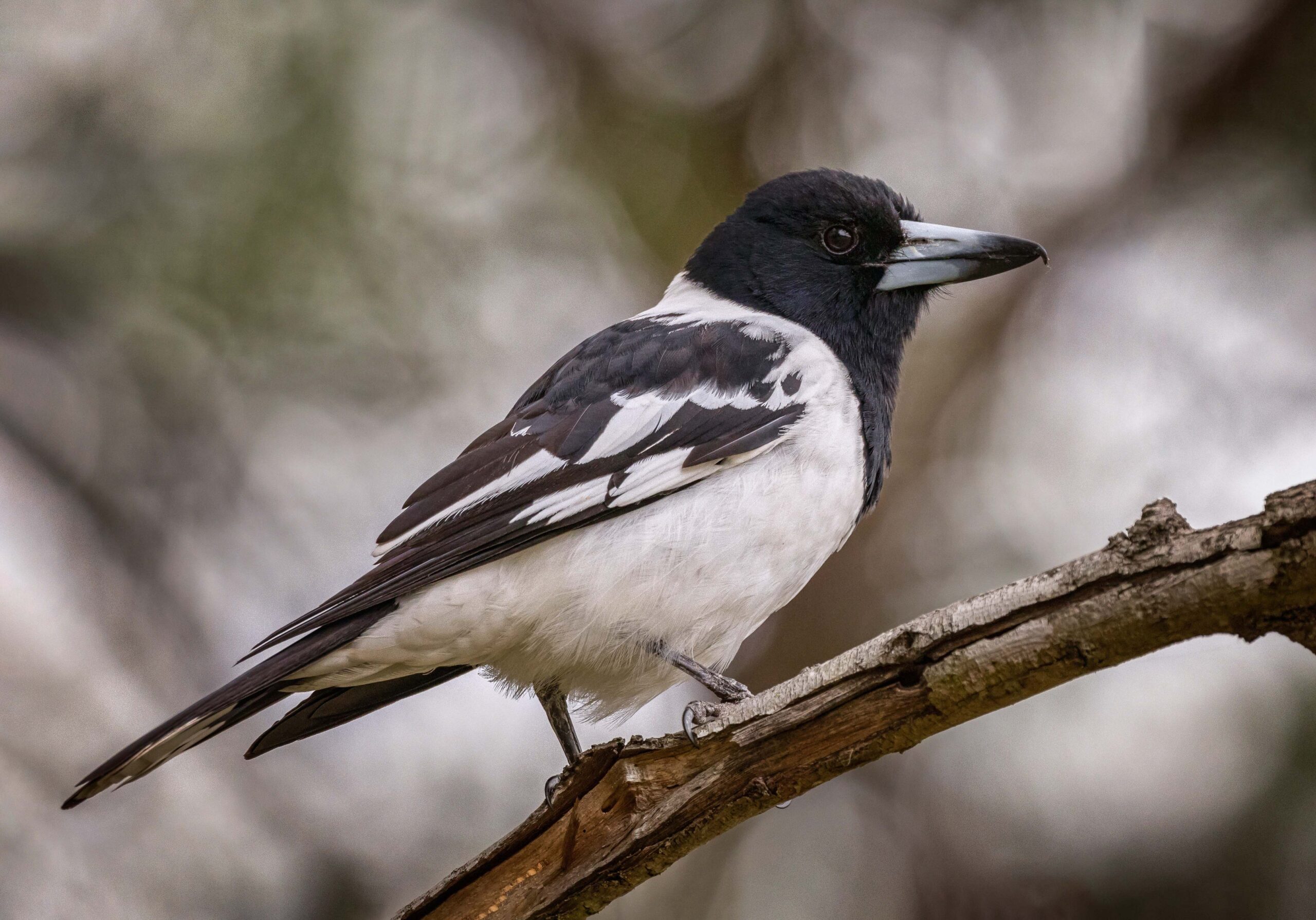 pied,butcherbird,(cracticus,nigrogularis),perched,on,a,branch, ,its