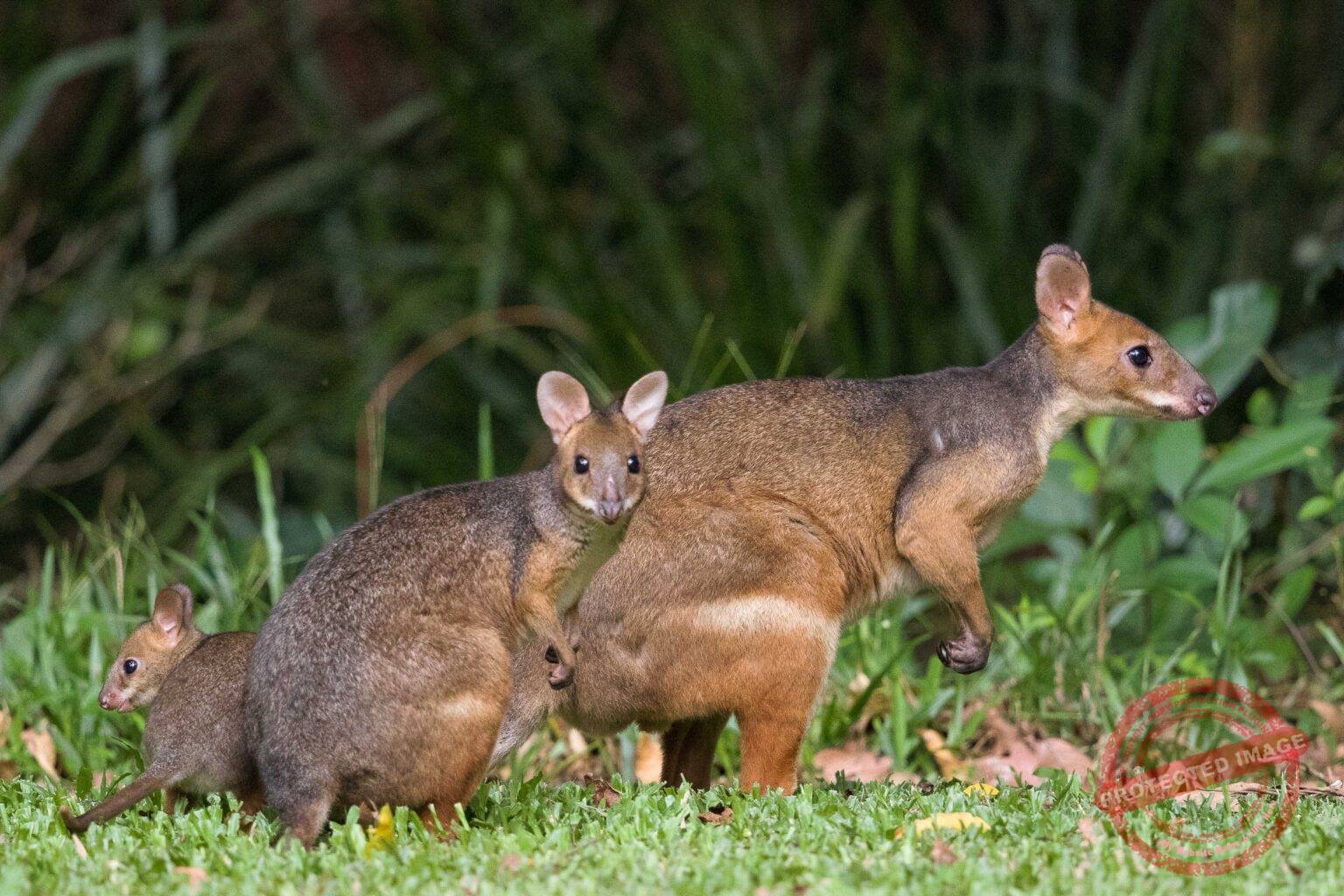 Fauna Resources | Fauna Management Resources