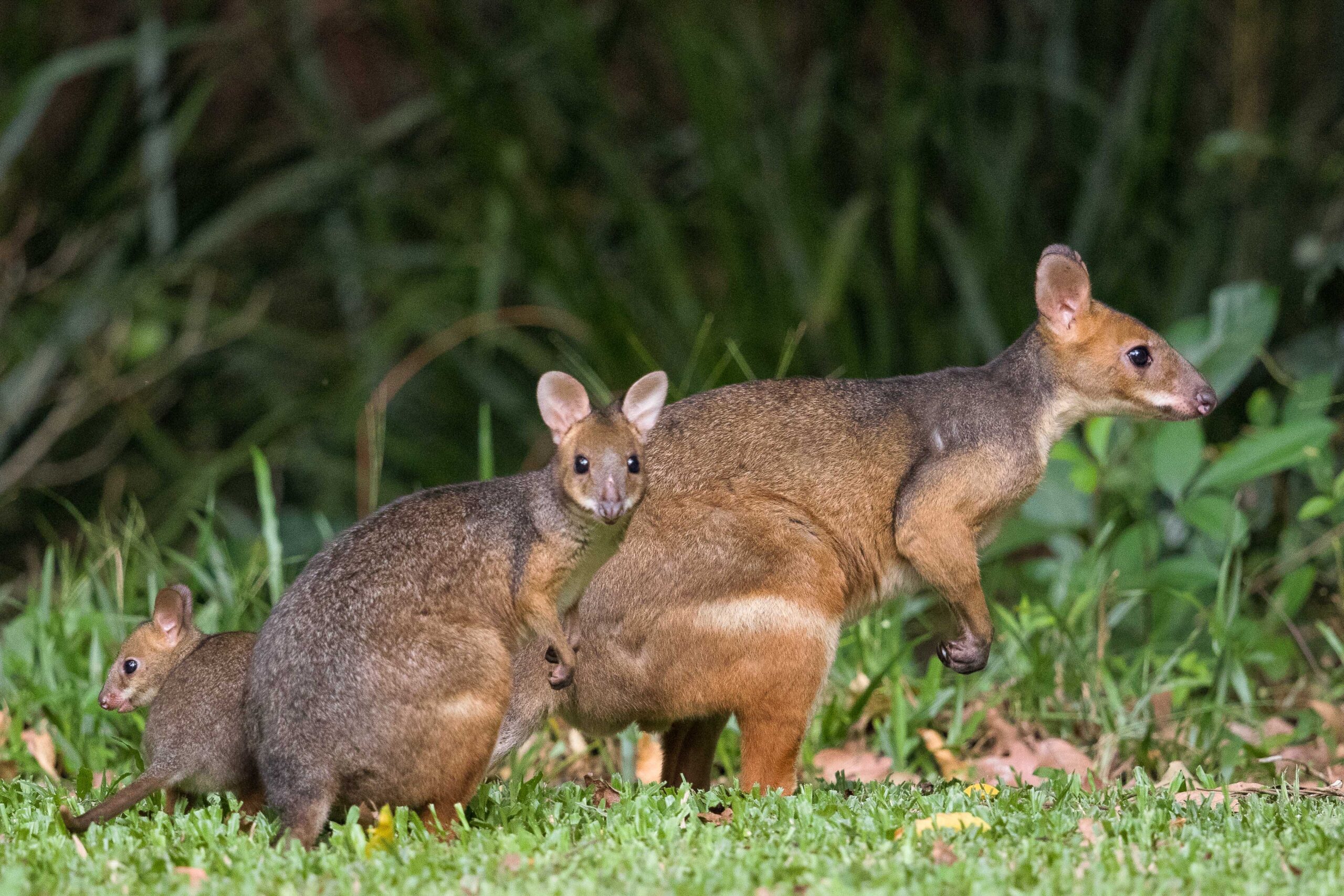 red,legged,pademelon,in,australia