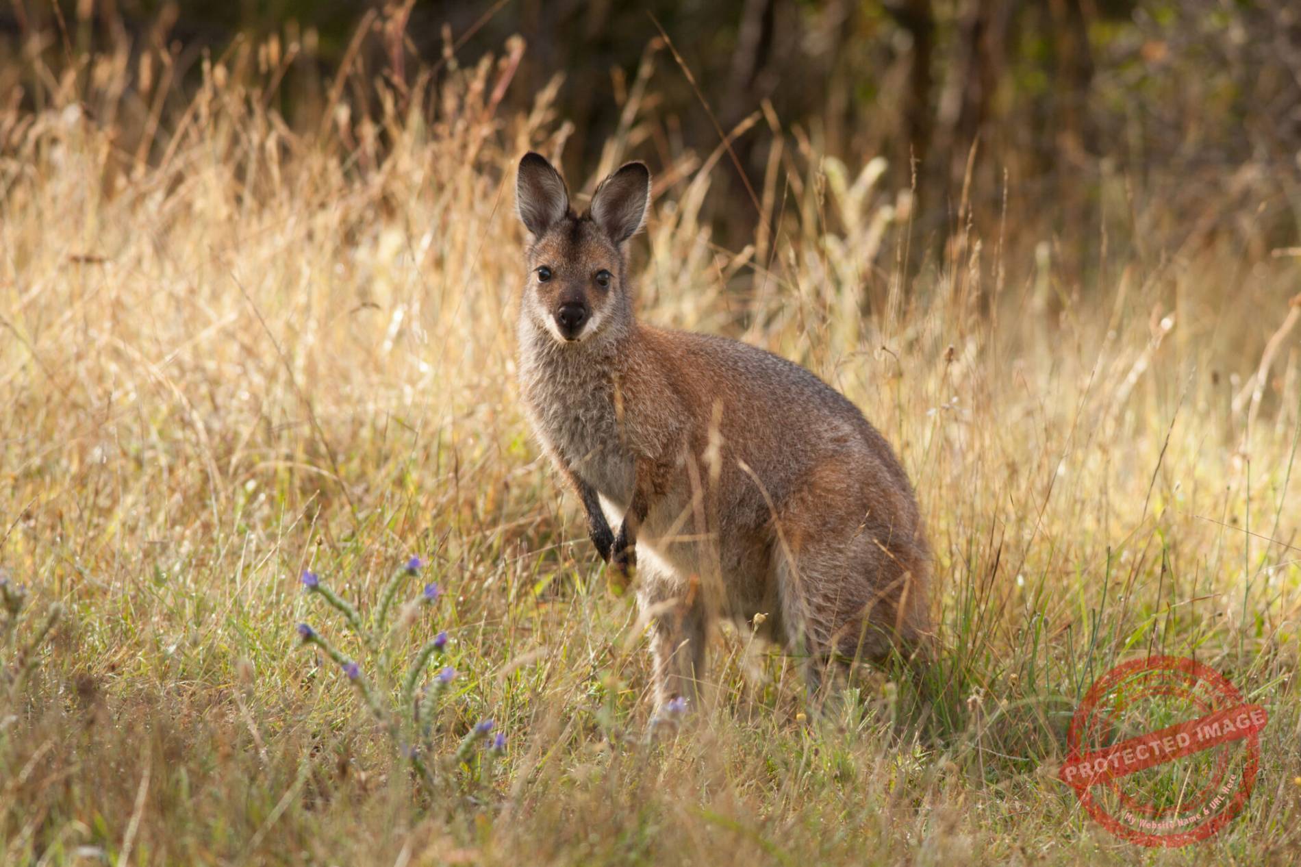 Fauna Resources | Fauna Management Resources