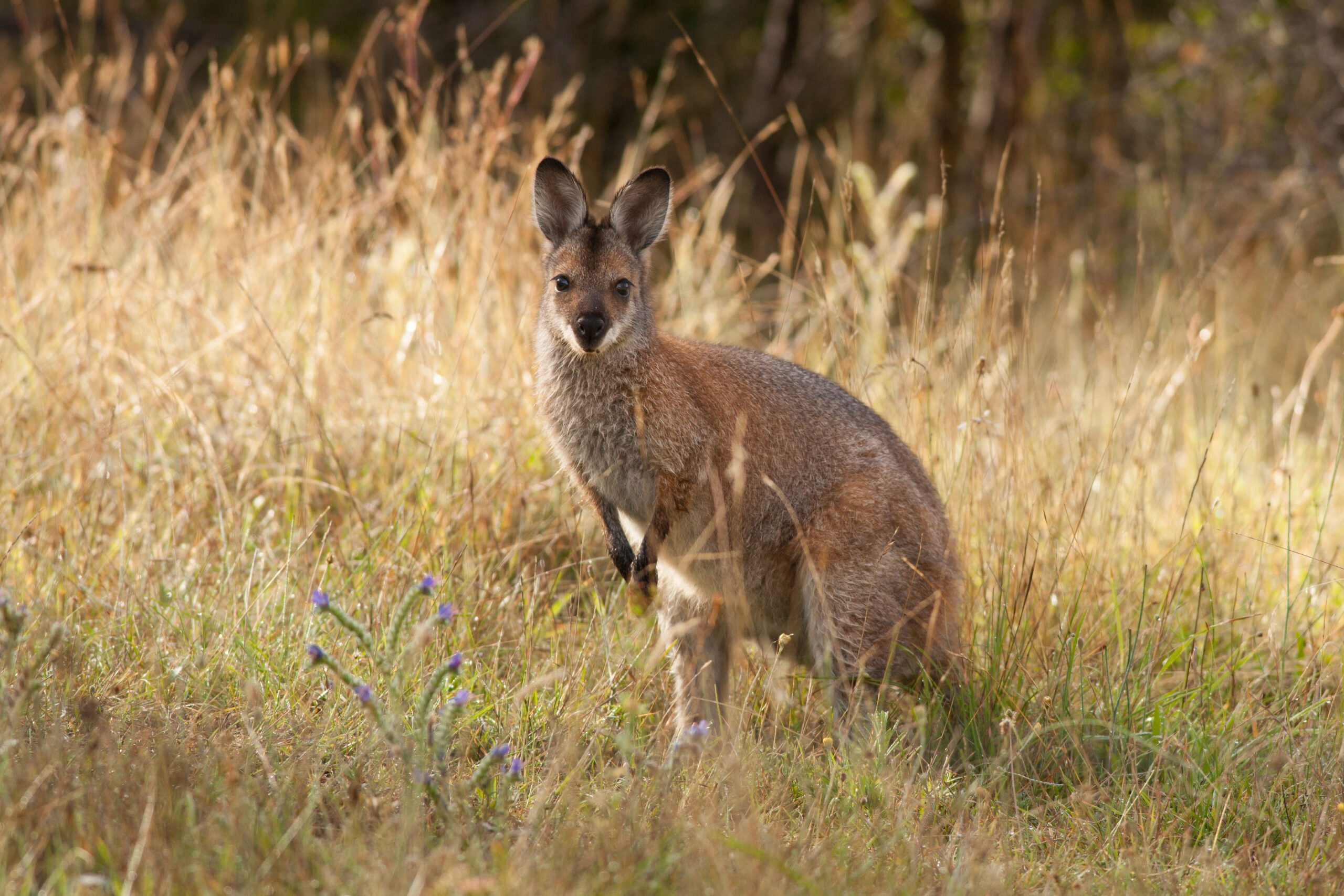 red,necked,wallaby,in,a,field,of,long,grass