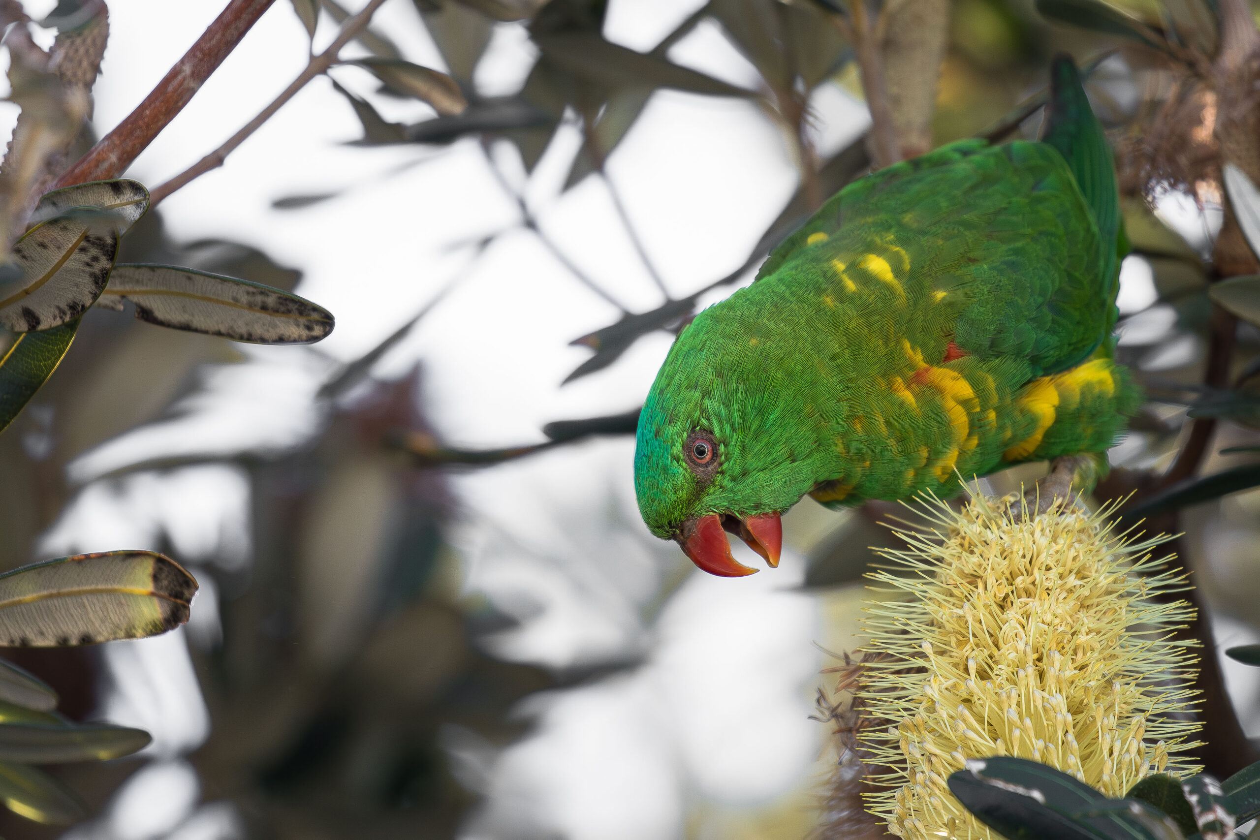 scaly breasted lorikeet fauna resources fauna spotter catcher queensland western australia