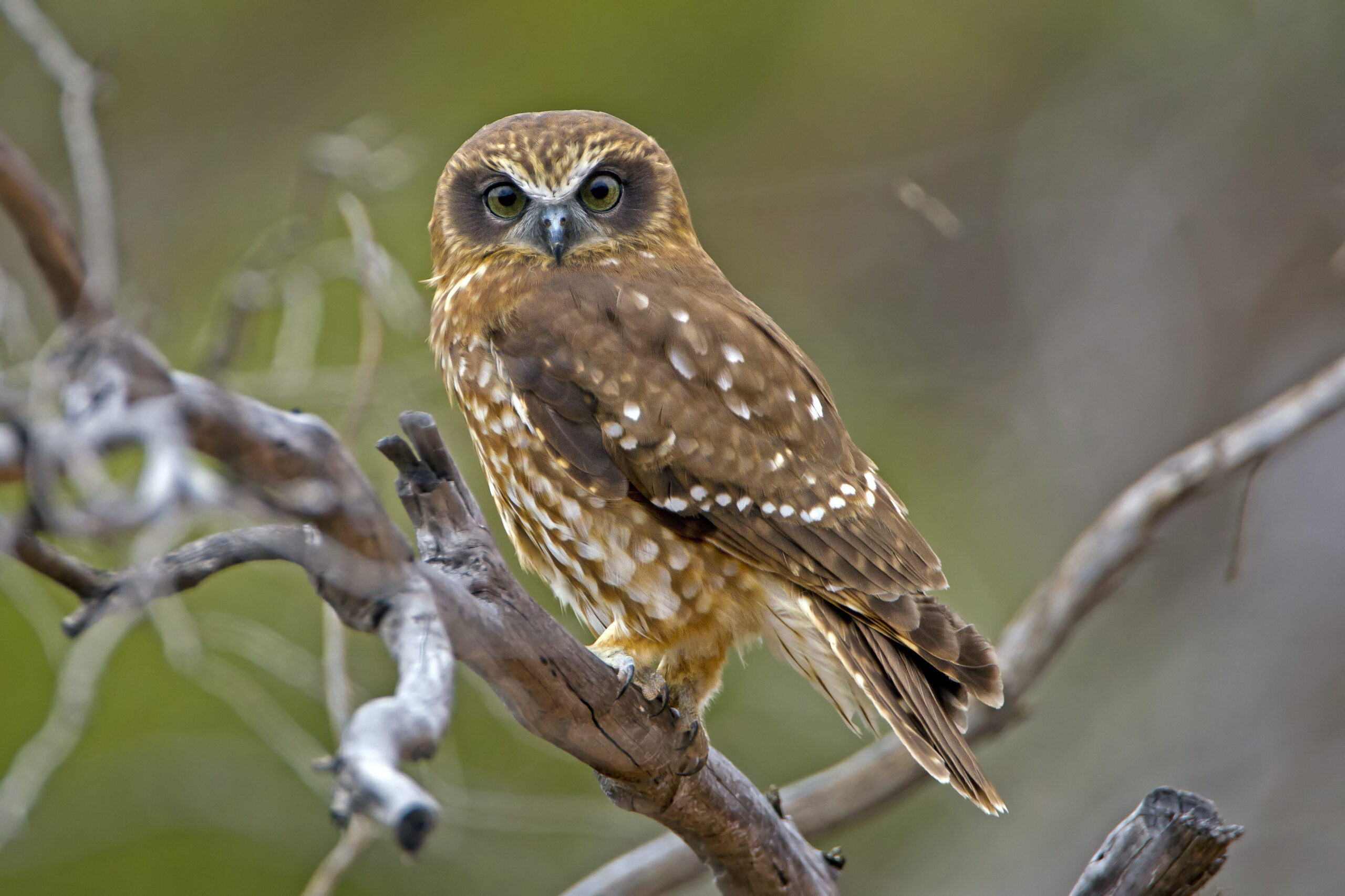 southern,boobook,(ninox,boobook)