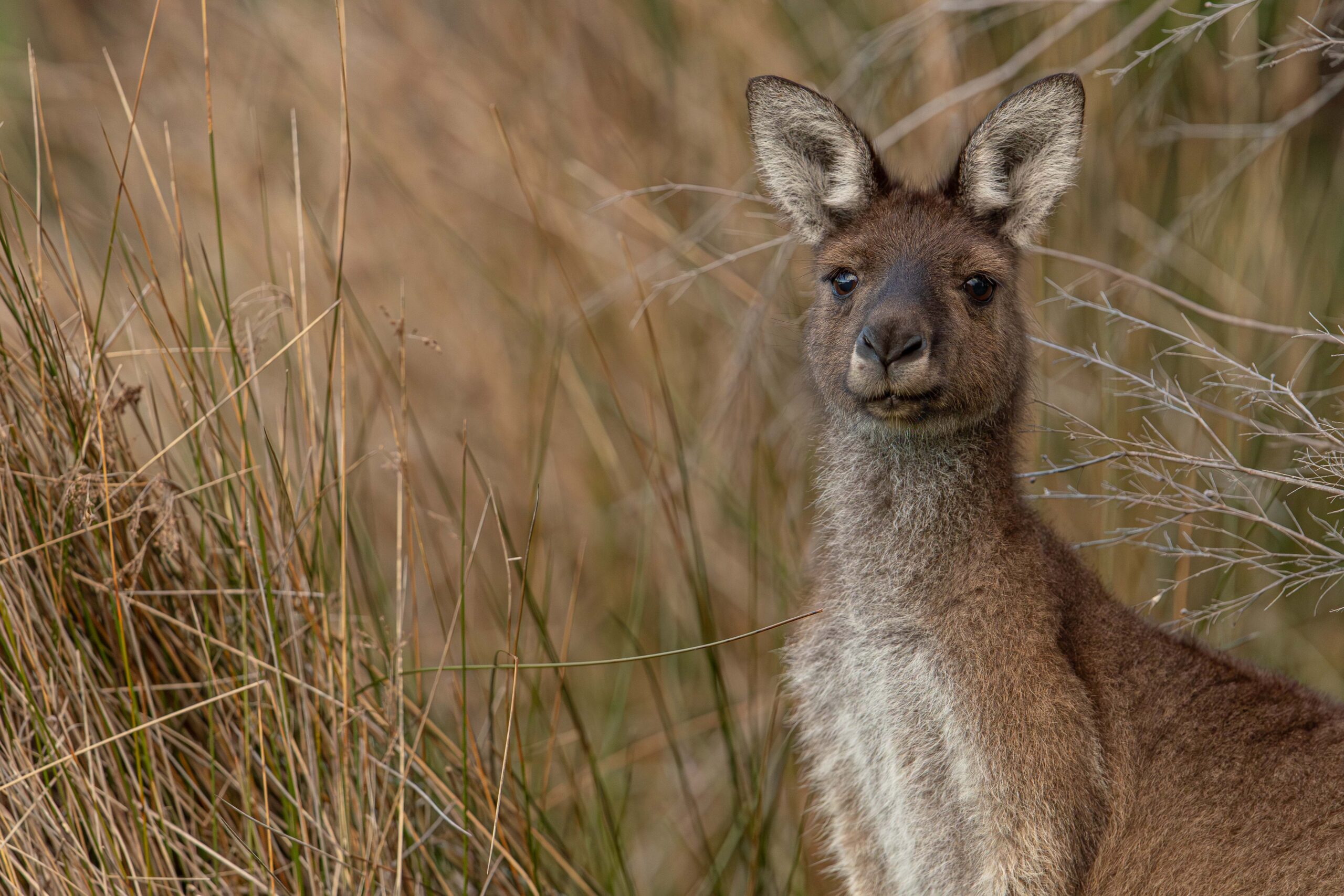 western grey kangaroo fauna resources fauna spotter catcher queensland western australia