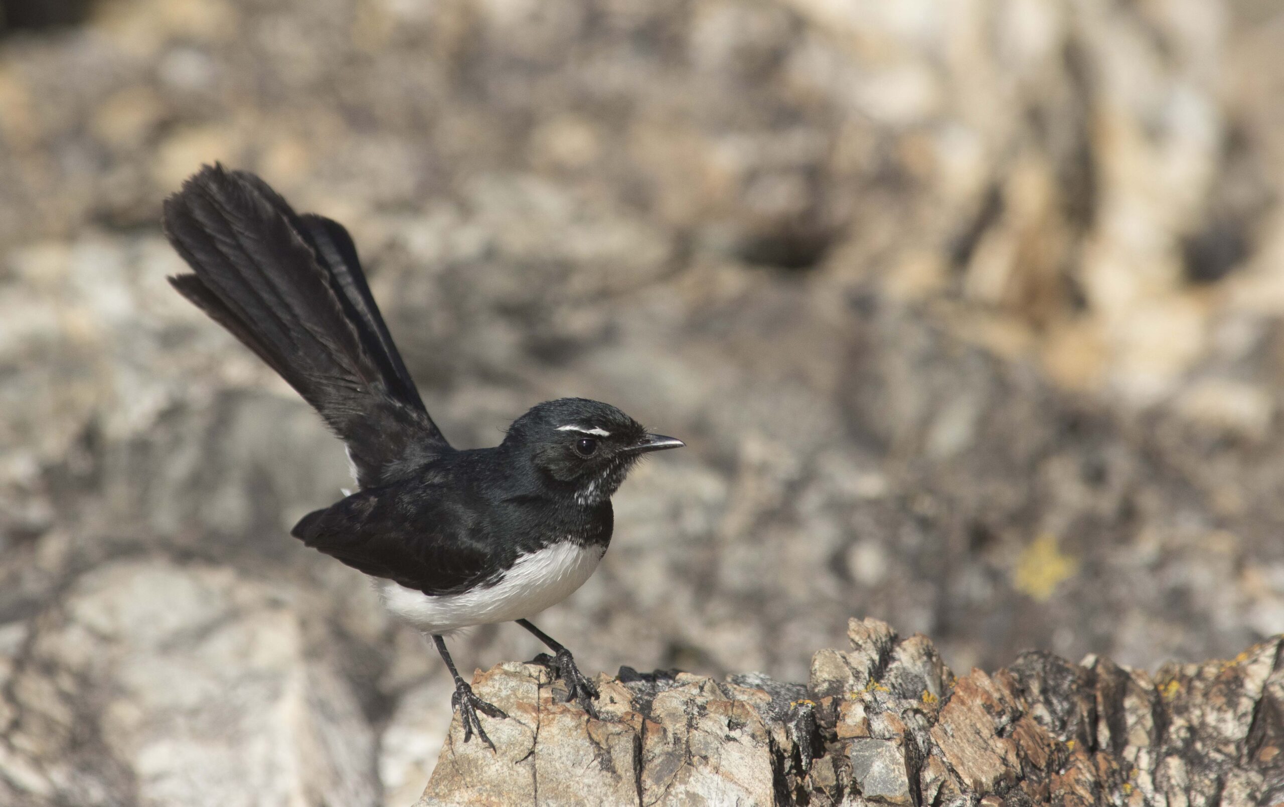 a,willie,wagtail,,rhipidura,leucophrys,,perched,on,a,rock.