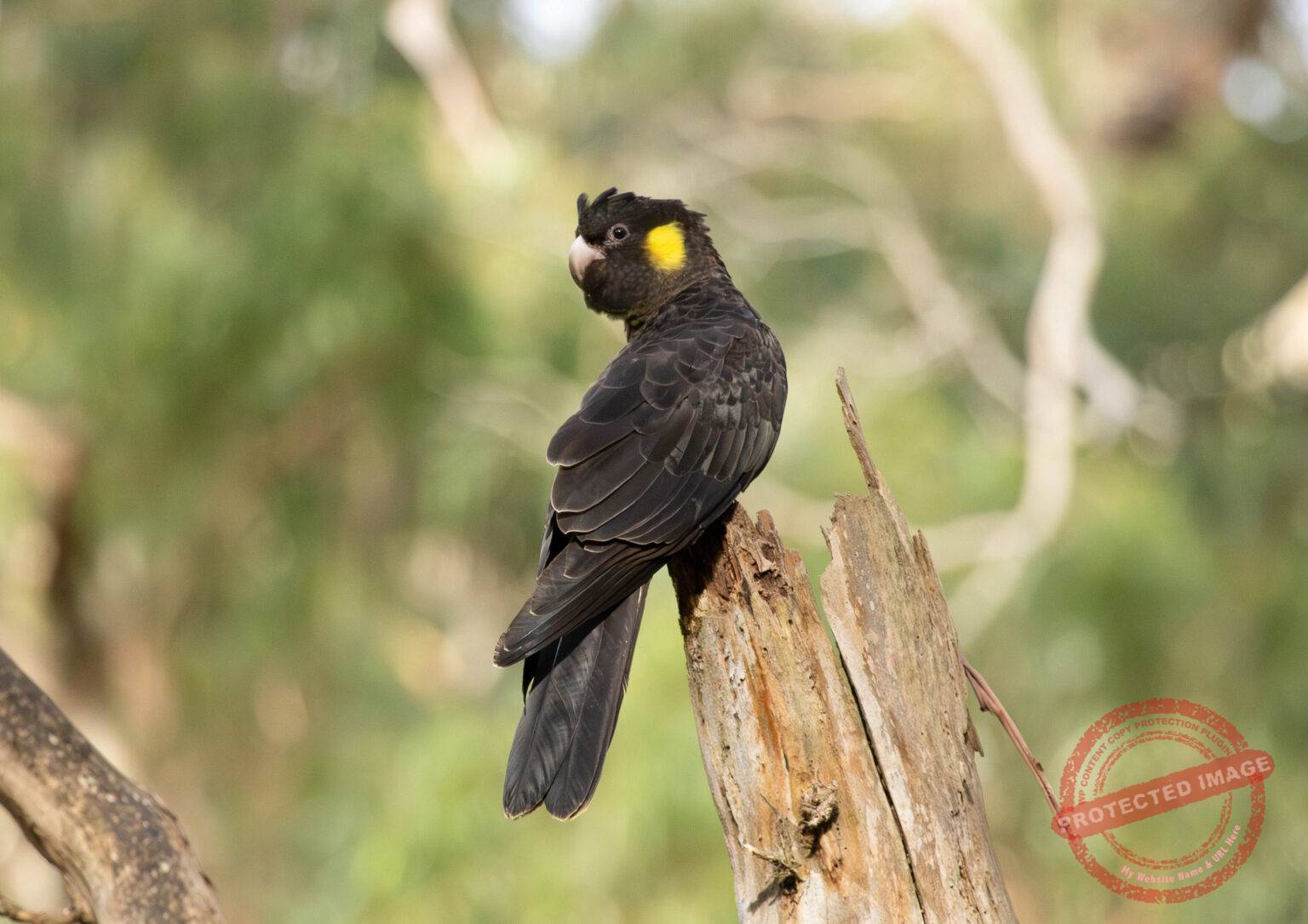 Fauna Resources | Fauna Management Resources