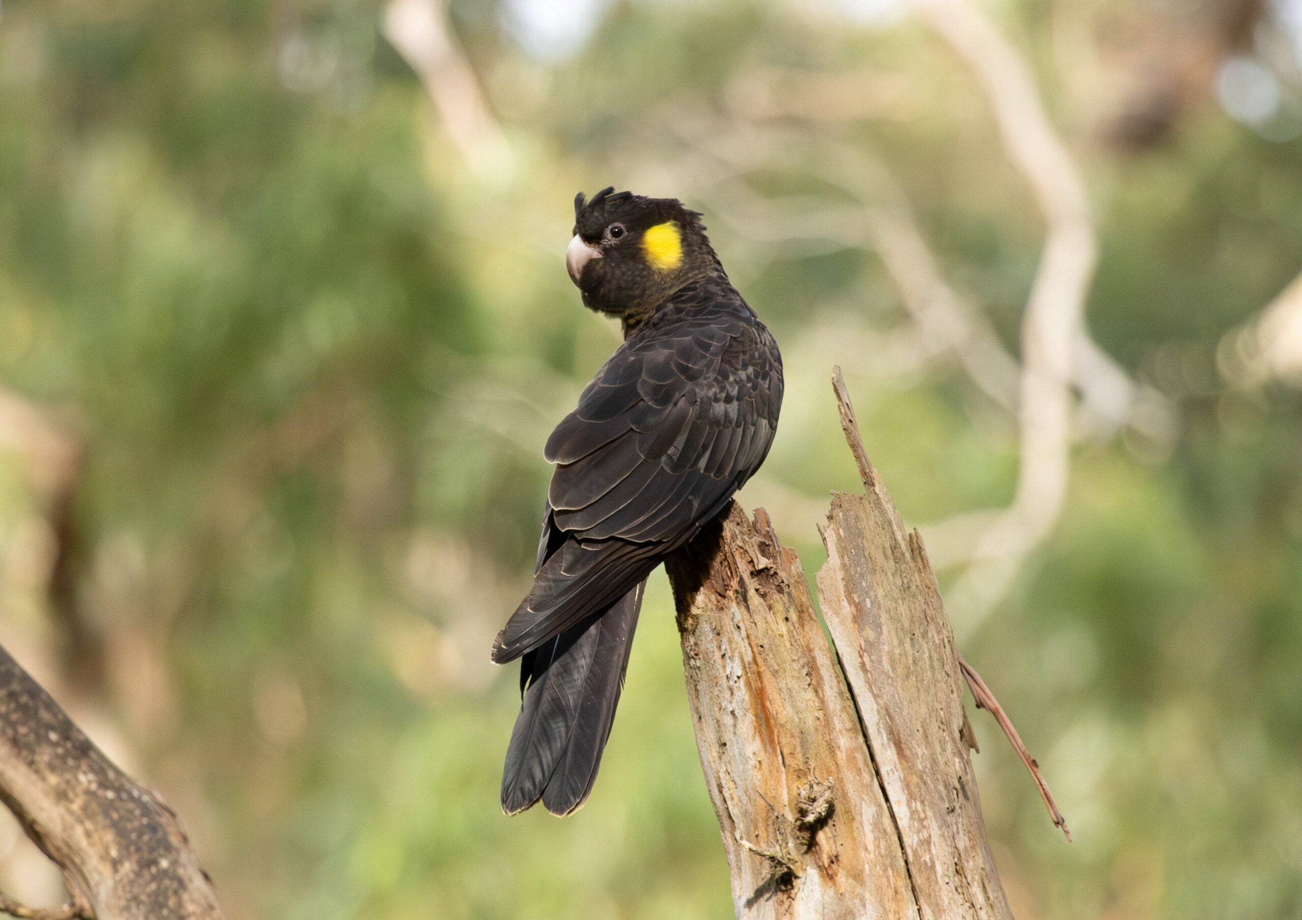 a,sound,from,behind,caught,this,yellow,tailed,black,cockatoo's